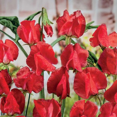 Ærteblomst 'Royal Scarlet'