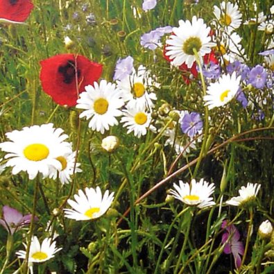 Engblomster