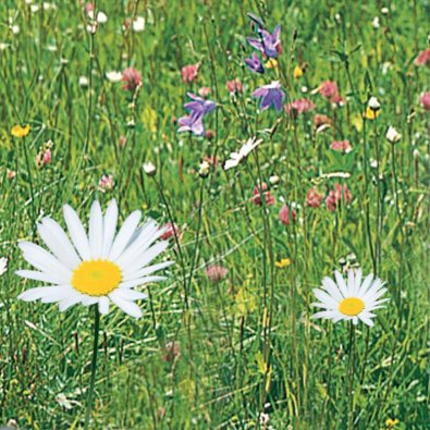 Engblomstermix
