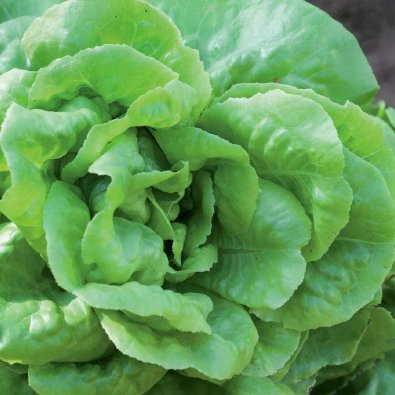 Hodesalat 'Matilda'