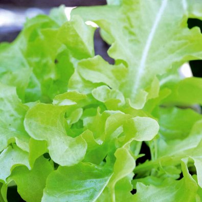 Plukksalat 'Plezir'