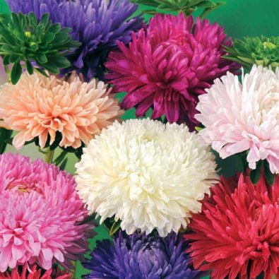Buskast 'American Branching mix'