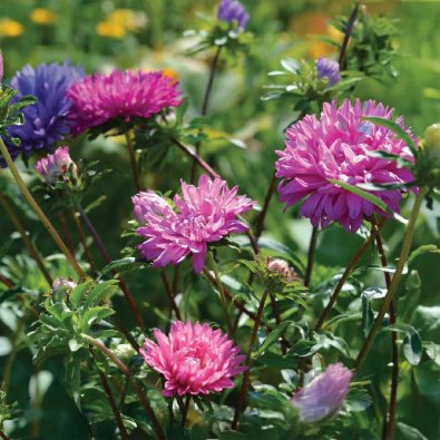 Dobbelt Asters mix Økologisk