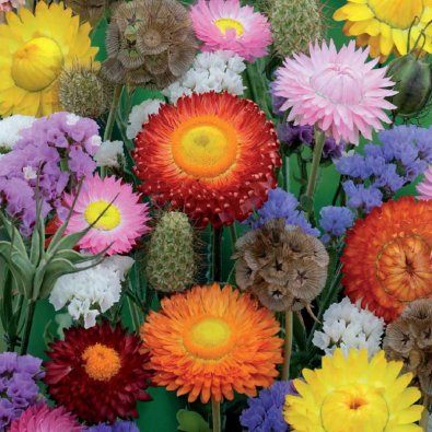 Evighedsblomster 'Nelson Mixture'