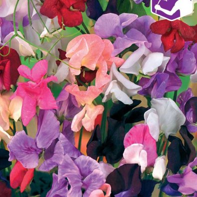 Ærteblomst 'Old Spice' Mix