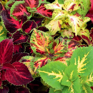 Paletblad 'Rainbow'