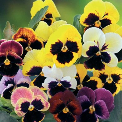 Stedmoderblomst 'Hiemalis' mix