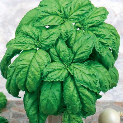 Salatbladbasilikum 'Large leaved'