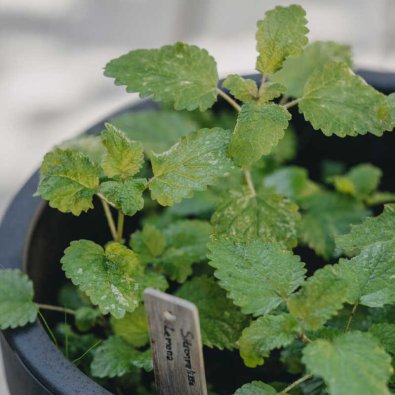 Citronmelisse 'Lemona'