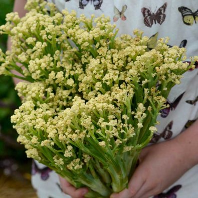 Blomkål 'Blumini' F1