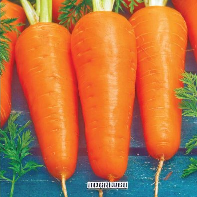 Vintergulrot 'Flakkée 2'