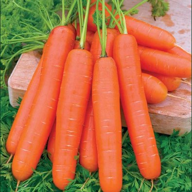 Sommergulrot 'Nantaise 2'