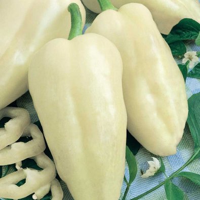 Peberfrugt 'Amyka'F1