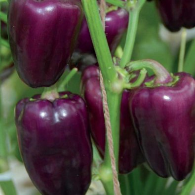 Snackpeber 'Snacking Purple'