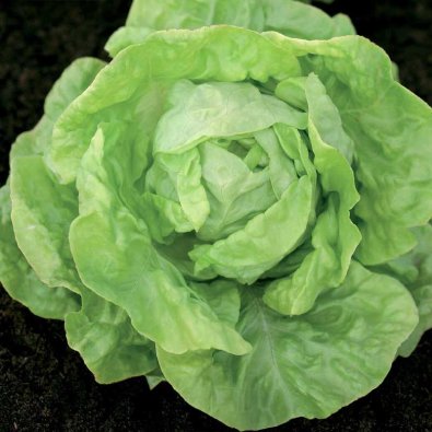 Hodesalat Hilde II
