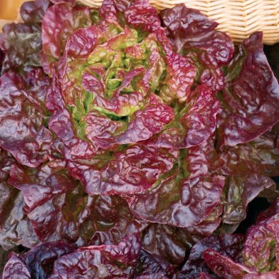 Hodesalat 'Merville des quatre saisons'