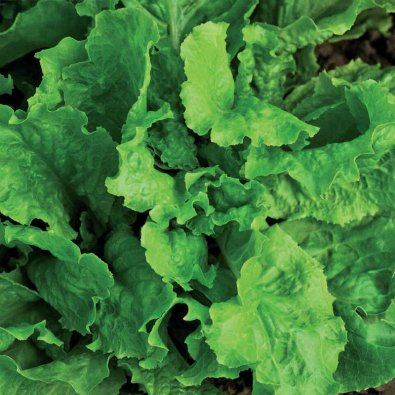 Plukksalat 'Australischer Gele'