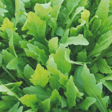 Sandsennep / Vild rucola 'Wildfire'