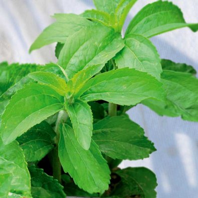 Sødurt / Stevia