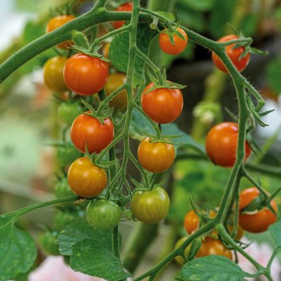 Tomat 'Golden Currant'