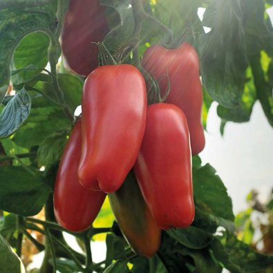 Tomat 'Agro' F1