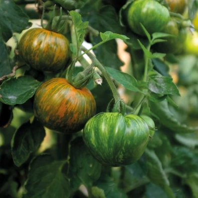 Tomat 'Green Zebra'