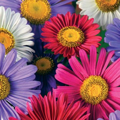 Sommerasters 'Chinensis mix'
