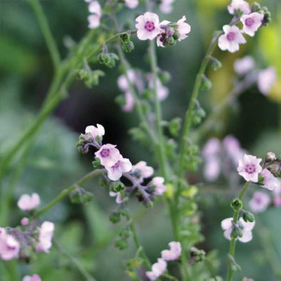 Kinesisk Forglemmegei 'Mystery Rose'