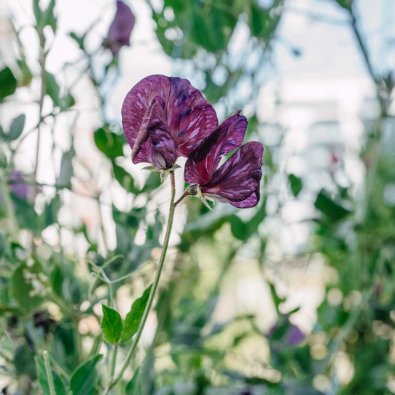 Ærteblomst 'Old Spice Mix'