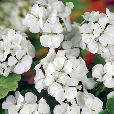 Pelargonie 'Inspire White' F1