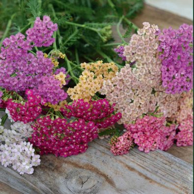 Ryllik 'Summer Pastels'