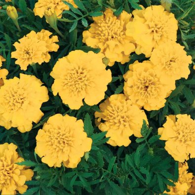 Fløjlsblomst 'Yellow Boy'
