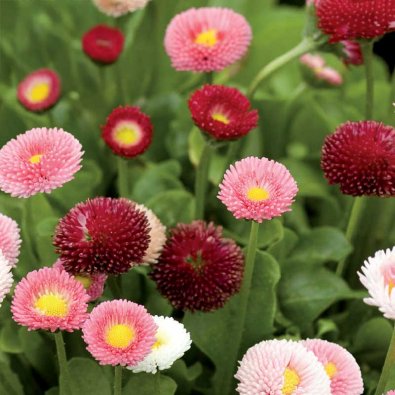 Tusindfryd 'Pomponette'