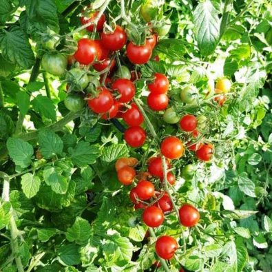 Tomat 'Humboldtii'