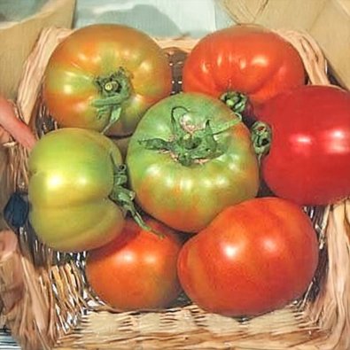 Tomat 'Licatese'