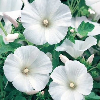 Stokrose 'Mont Blanc'