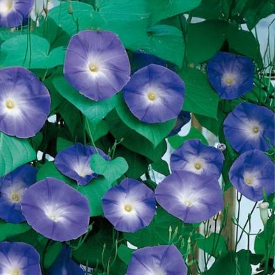 Trefarvet pragtsnerle 'Blue Eyes'