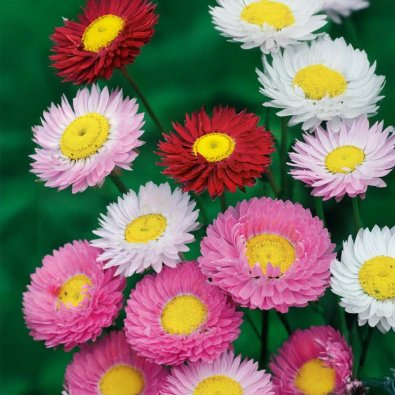 Evighetsblomst