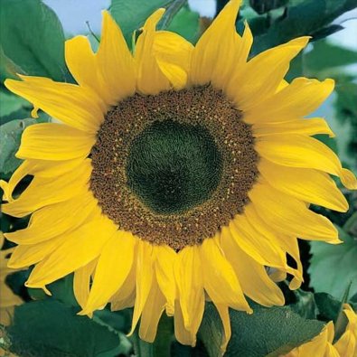 Solsikke 'Gelbe Riesen'