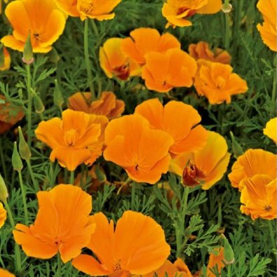 Sovepude 'Orange King'