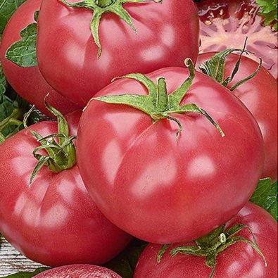 Tomat 'Mama rosa' H
