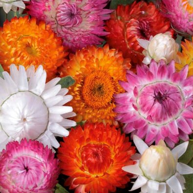 Evighedsblomst 'Tom Thumb'