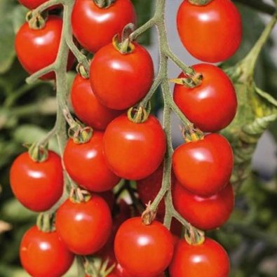 Tomat 'Consuelo' H