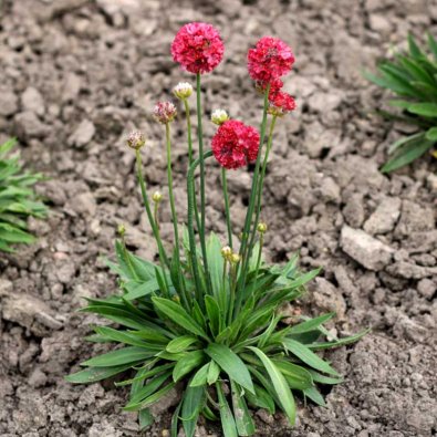Fransk Strandnellik 'Ballerina Red'
