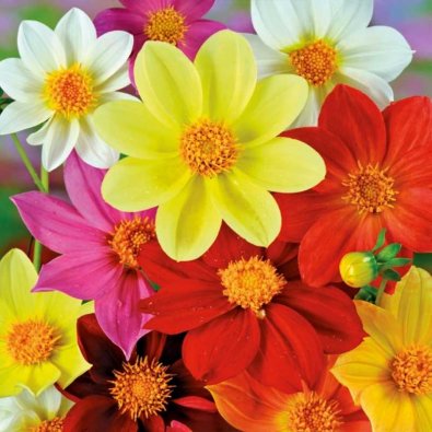 Dahlia 'Mignon'