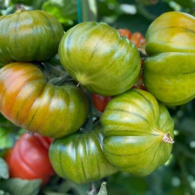 Tomat 'Bocamegra' H