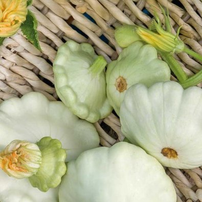 Tefatsquash 'Disco'