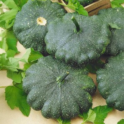 Tefatsquash 'Greendisc' h