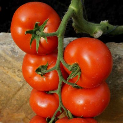 Tomat 'Abellus' H