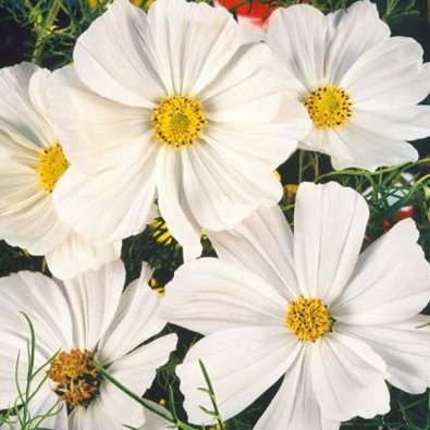 Kosmos 'Sensation white'